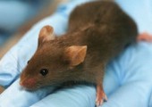 Rat�n transg�nico